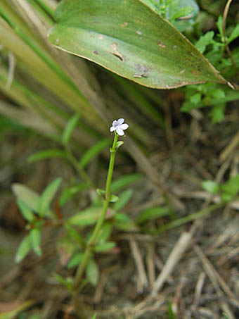 フサスグリ Ribes Rubrum スグリ科 Grossulariaceae スグリ属 三河の植物観察
