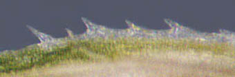 アイダクグ鱗片竜骨の刺