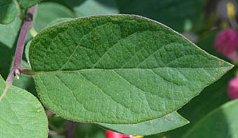 アカバナヒョウタンボクの葉
