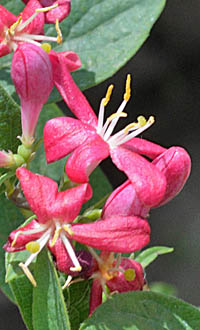 アカバナヒョウタンボクの花