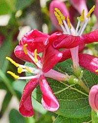 アカバナヒョウタンボクの花2