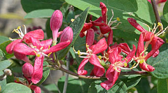 アカバナヒョウタンボクの花序