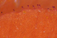 アカバナルリハコベの花冠の縁の腺毛