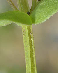 アカバナルリハコベの茎