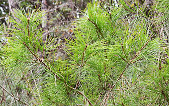アカマツ Pinus Densiflora マツ科 Pinaceae マツ属 三河の植物観察