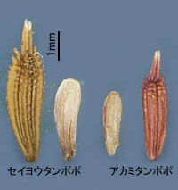 アカミタンポポとセイヨウタンポポの痩果・種子