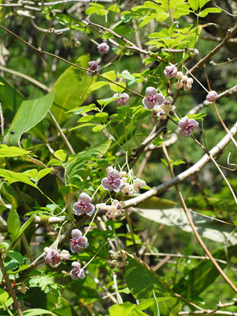 アケビ Akebia Quinata アケビ科 Lardizabalaceae アケビ属 三河の植物観察