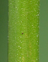 アキノタムラソウの茎