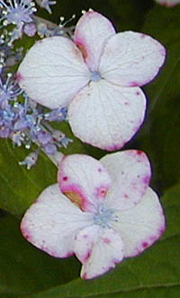 アマチャの装飾花
