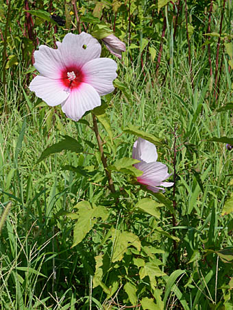 アメリカフヨウ Hibiscus Moscheutos アオイ科 Malvaceae フヨウ属 三河の植物観察