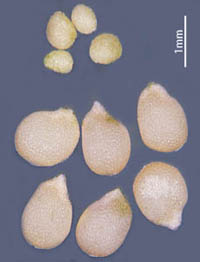 アメリカイヌホオズキ種子と球状顆粒