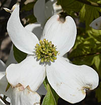 アメリカヤマボウシ白花