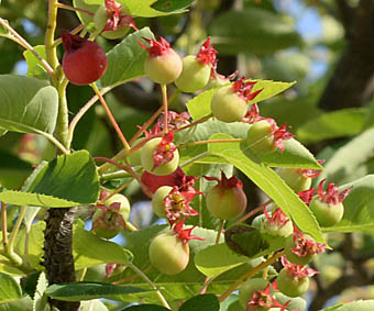 アメリカザイフリボク未熟な果実