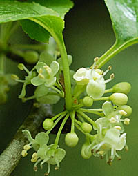 アオハダ Ilex Macropoda モチノキ科 Aquifoliaceae モチノキ属 三河の植物観察