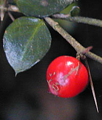 アリドオシの果実と小形の葉