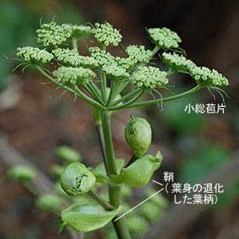 アシタバ Angelica Keiskei セリ科 Apiaceae Unbelliferae シシウド属 三河の植物観察