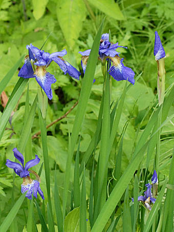 アヤメ Iris Sanguinea アヤメ科 Iridaceae アヤメ属 三河の植物観察