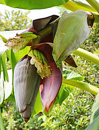 バナナ花