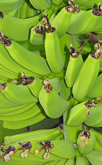バナナ果実2