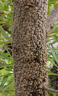 バンクシア・セラータの茎