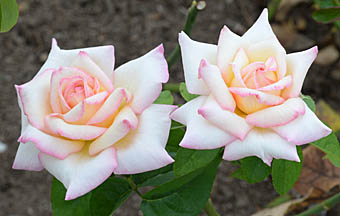 バラ 園芸種 Rosa Sp バラ科 Rosaceae バラ属 三河の植物観察