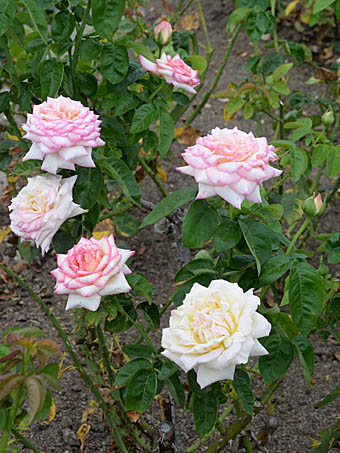 バラ 園芸種 Rosa Sp バラ科 Rosaceae バラ属 三河の植物観察