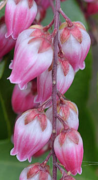 ベニバナアセビの花