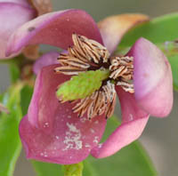 ベニバナカラタネオガタマの花