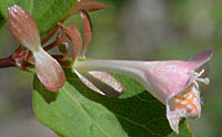 ベニバナコツクバネウツギの花横