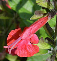 ベニバナサルビアの花