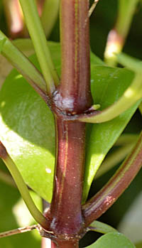 ベニヒメリンドウの茎