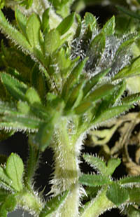 ビデンス・フェルリフォリア茎