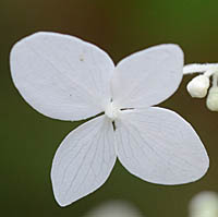 ビロードノリウツギの装飾花