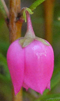 ボロニア・ヘテロフィラの花