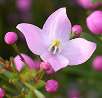 ボロニア・ピンナタの花