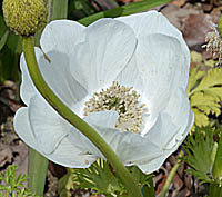 ボタンイチゲの白花