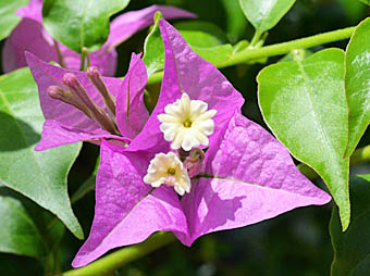 ブーゲンビリア花