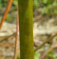 ブルビネラ・フロリブンダ茎