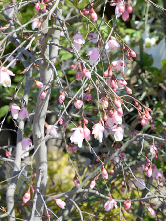 カメリア エリナカスケード Camellia Elina Cascade ツバキ科 Theaceae ツバキ属 三河の植物観察