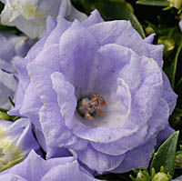 カンパニュラ・ブルーワンダーの花