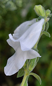 ケラトテカ・トリロバの花