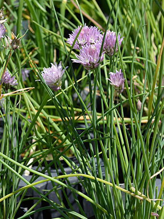 チャイブ Allium Schoenoprasum ヒガンバナ科 Amaryllidaceae ネギ属 三河の植物観察
