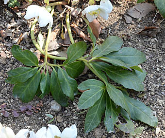 クリスマスローズ Helleborus Niger キンポウゲ科 Ranunculaceae クリスマスローズ属 三河の植物観察