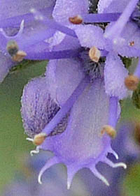 ダンギク Caryopteris Incana シソ科 Lamiaceae ダンギク属 三河の植物観察