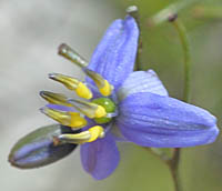 ディネラ・クラリティー・ブルーの花