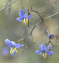 ディネラ・クラリティー・ブルーの花序