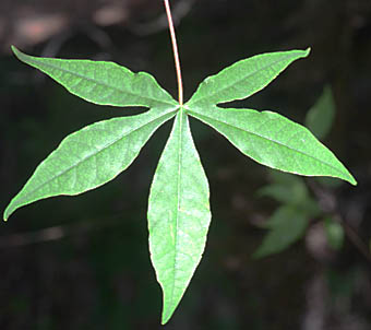 エンコウカエデ Acer Pictum Subsp Dissectum Form Dissectum ムクロジ科 Sapindaceae カエデ属 三河の植物観察