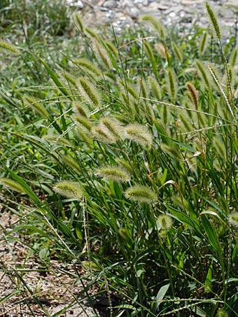 エノコログサ Setaria Viridis Var Viridis イネ科 Poaceae エノコログサ属 三河の植物観察