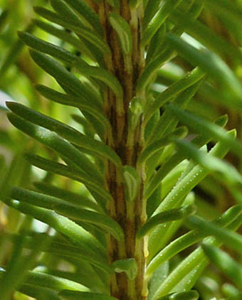 エリカ・レギア茎と葉