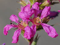 エゾミソハギの花